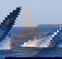 Full-Day Whale Watching Snorkeling and Swimming at Coral Bay - Hotel WA