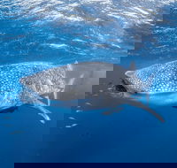 Whale Shark Adventure Tour - Hotel WA