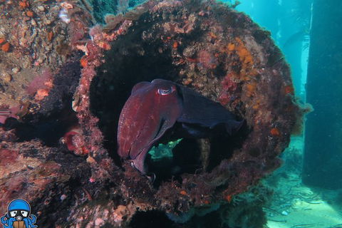 PADI Open Water Course - Hotel WA 1