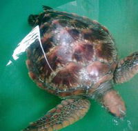 Australian Seabird Rescue - Hotel WA