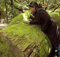 Washpool National Park - Washpool Walk - Hotel WA