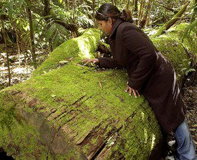 Washpool National Park - Washpool Walk - Hotel WA 0