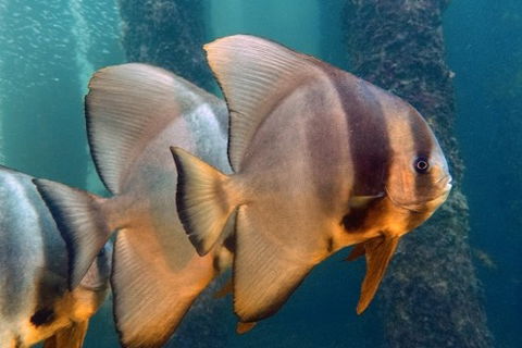 Busselton Jetty & Underwater Observatory Tour - Hotel WA 5