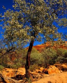 Mt Romance Australia Pty Ltd - Hotel WA 0