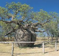 Boab Prison Tree - Hotel WA