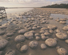 Lake Clifton Thrombolites - Hotel WA 0