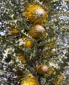 Toolibin WA Hotel WA