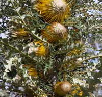 Woylie Walk Dryandra Woodland - Hotel WA