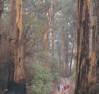 Beedelup National Park - Hotel WA