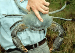Whitsunday Crocodile Safari - Hotel WA