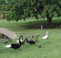 Anzac Park and Ululah Lagoon - Hotel WA