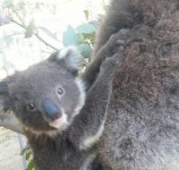 West Oz Wildlife Petting Zoos - Hotel WA