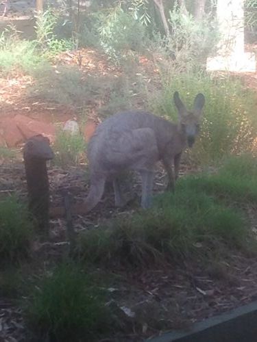 Bean Tree Cafe & Gifts - Hotel WA 4