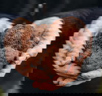 A Taste of Truffles - Hotel WA