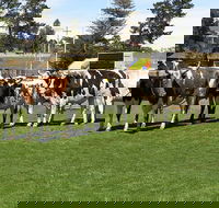 Brighton Show - Hotel WA