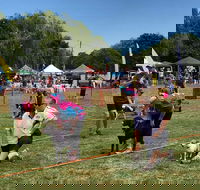 Dogs in the Park Orange - Hotel WA