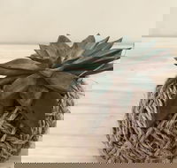 Kokedama Workshop - Hotel WA