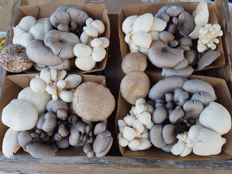 Lawrence Farmers And Community Markets - Hotel WA 2