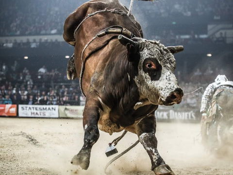 PBR Hawkesbury Stampede - Hotel WA 1