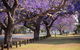 Grafton Jacaranda Festival - thumb 2