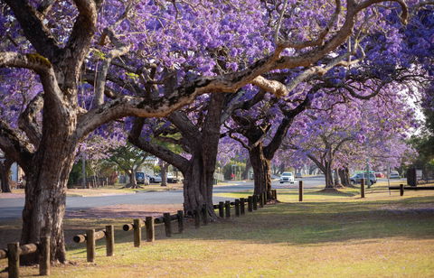 Grafton Jacaranda Festival - Hotel WA 2
