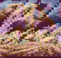 Grafton Farmers Market - Hotel WA