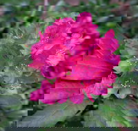 Rhododendrons at Brangayne - Hotel WA