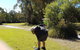 Straddie Festival Of Golf - thumb 2