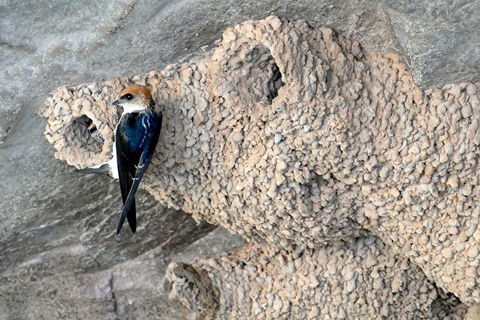 2020 Katherine Bird Festival - Hotel WA 0