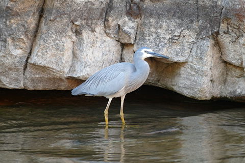 2020 Katherine Bird Festival - Hotel WA 1