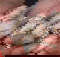 Armidale Farmers' Market - Hotel WA