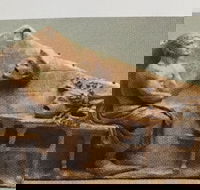 Cancelled  ADFAS Lecture - Giles Ramsay speaking about Aeschylus A Soldier in Society - Hotel WA