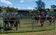 Dungog Team Penning - thumb 0