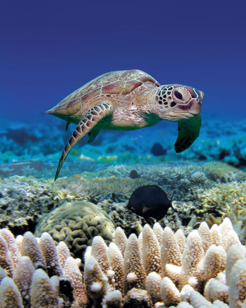 Great Adventures Green Island Ocean Swim - Hotel WA 2