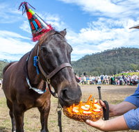 Horses Birthday Festival