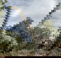 Lost Sanctuary at Healesville Sanctuary