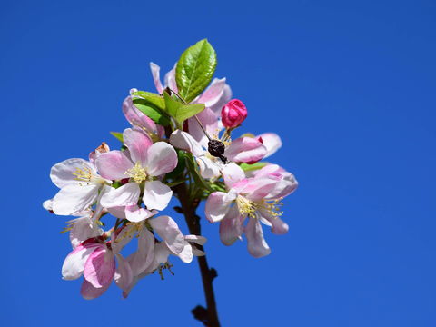 Spring Time At Hunter Valley Gardens - Hotel WA 0