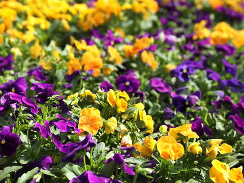 Spring Time At Hunter Valley Gardens - Hotel WA 2