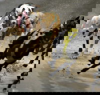 Twilight Greyhound Racing - Hotel WA