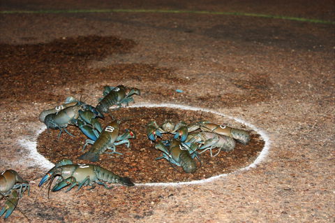Windorah International Yabby Races - Postponed - Hotel WA 2