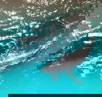 Ningaloo Lodge Exmouth - Hotel WA