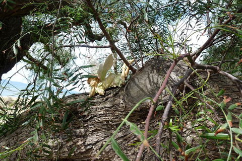 Swansea Motor Inn - Hotel WA 1