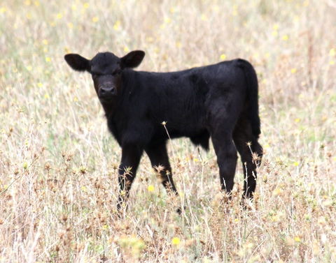 Old Bara Guesthouse - Hotel WA 4