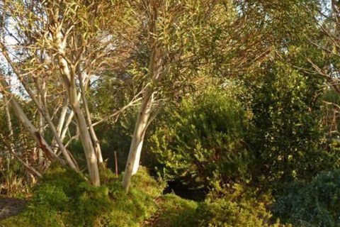 The Linden Bed & Breakfast - Hotel WA 4