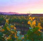 Red Door Collective RDC Estate - Hotel WA