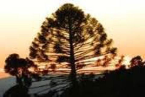 Bunya Mountains Accommodation Centre - Hotel WA 5