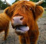 Nutcrackers Lodge - Hotel WA