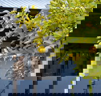 The Lemontree - Hotel WA