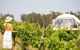 Domescapes In The Vines - thumb 5