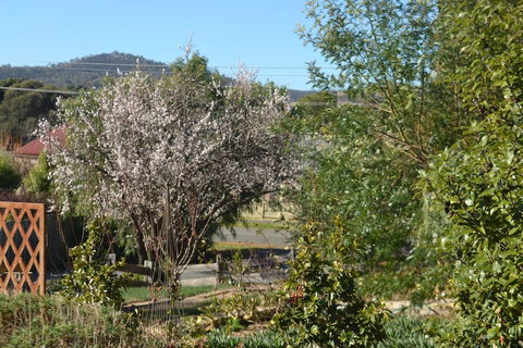 Mulberry Cottage B&B - Hotel WA 3